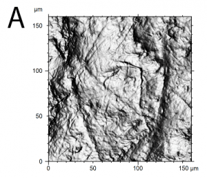 photo simulation chimpanzee tooth surface