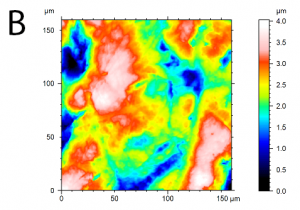Pseudo color map chimpanzee tooth wear